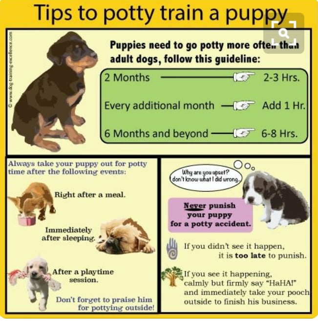 potty-training