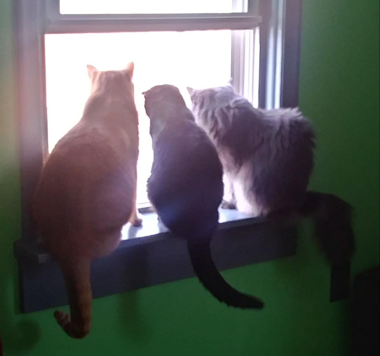 Meet the Pack Pawsitive Results Training, LLC