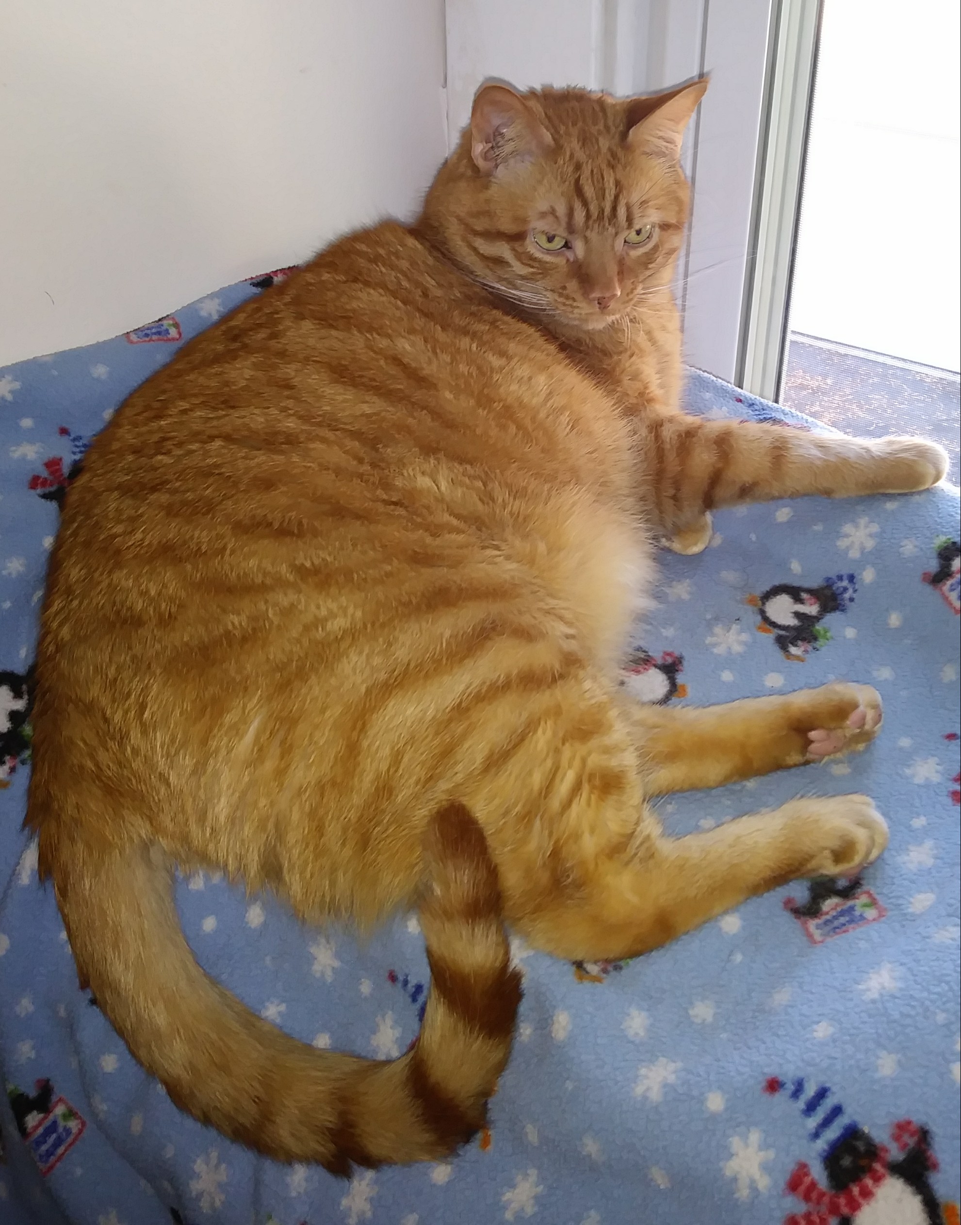 Meet the Pack Pawsitive Results Training, LLC